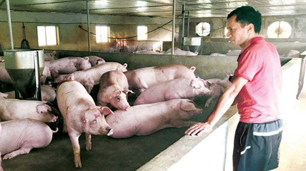  Ai khiến giá lợn hơi đảo điên?